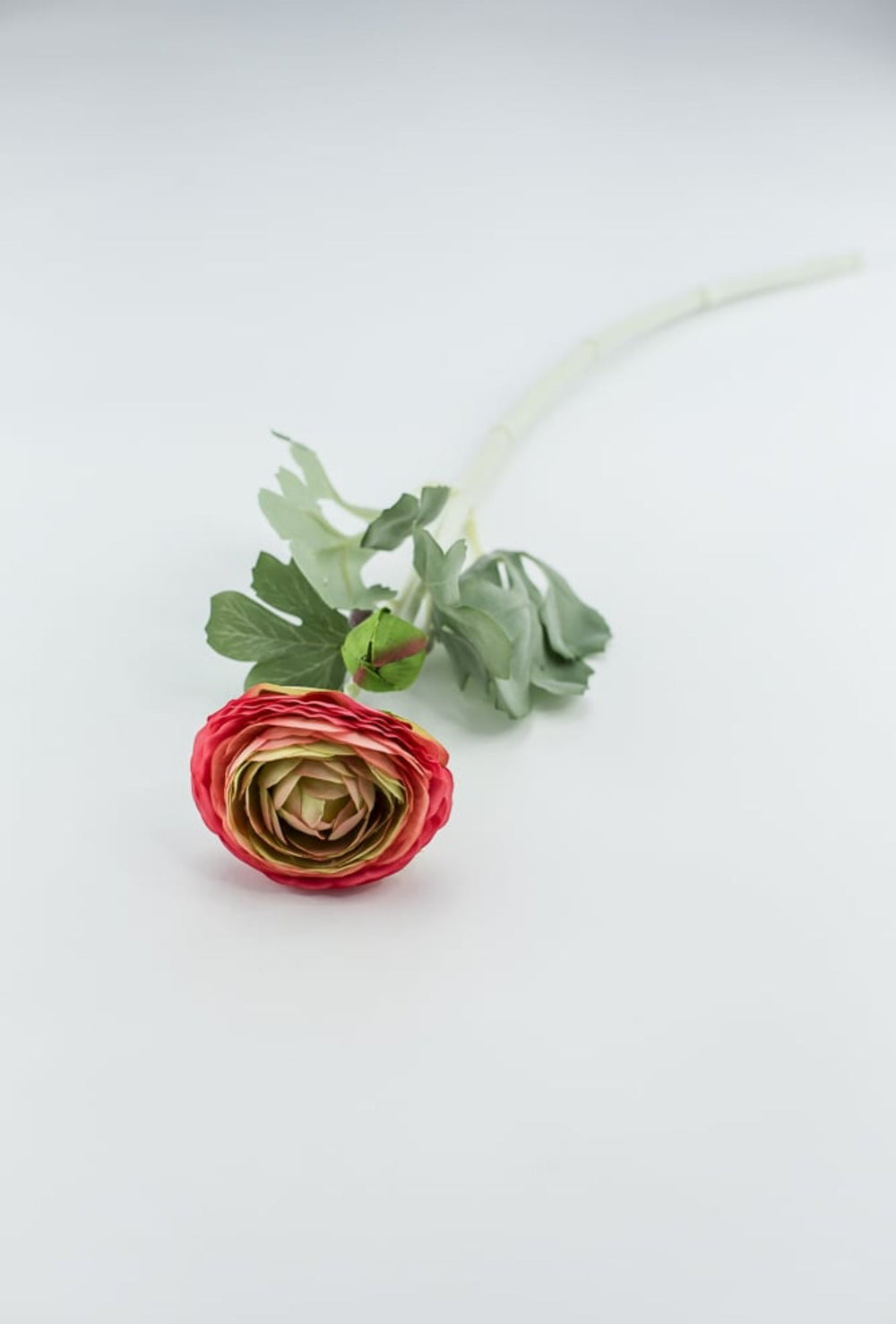 Garden Ranunculus stem - multi coral pink - Greenery Market5985hp