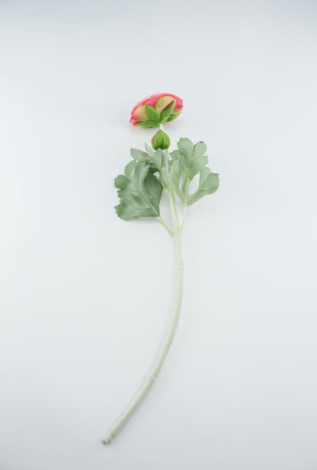 Garden Ranunculus stem - multi coral pink - Greenery Market5985hp