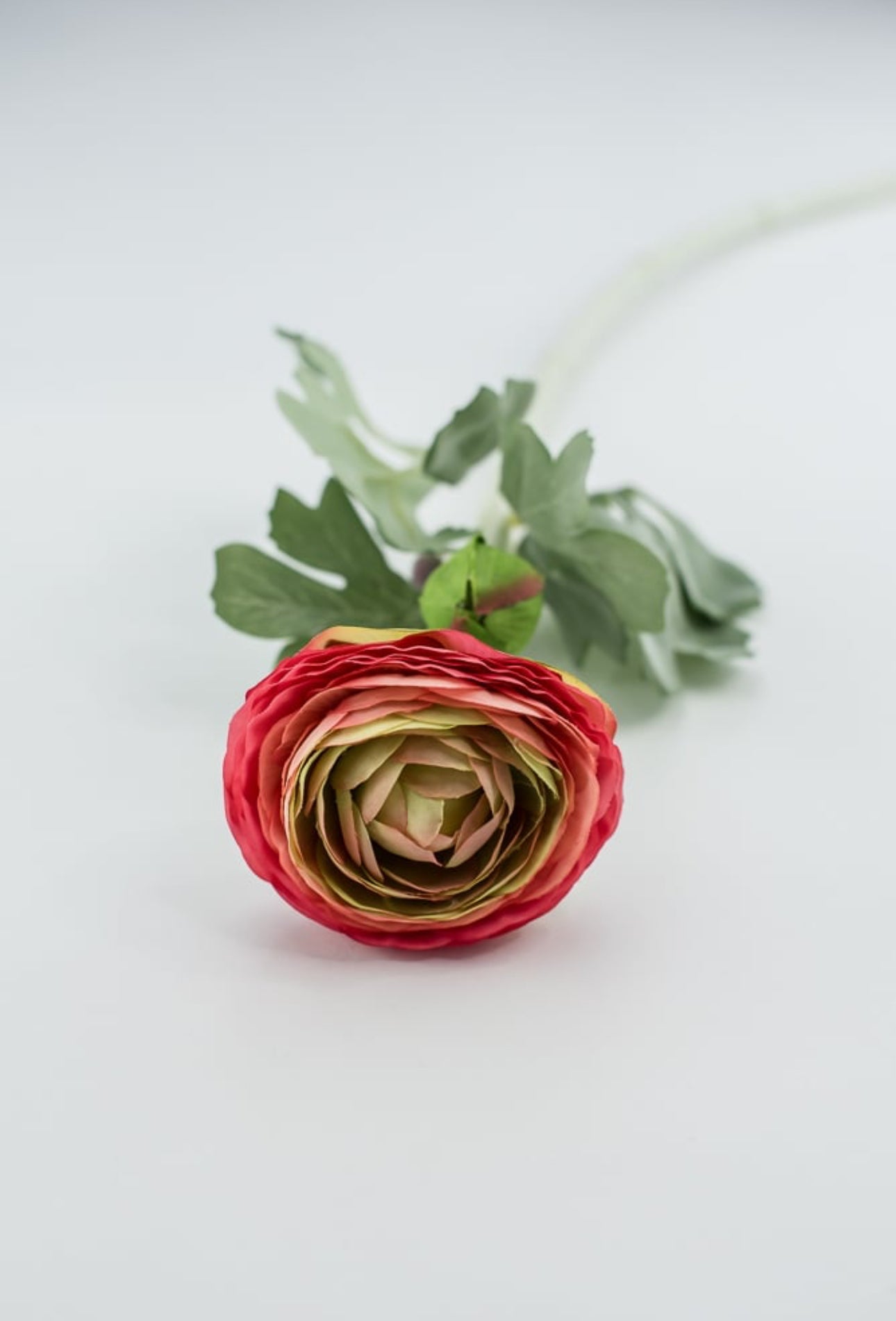 Garden Ranunculus stem - multi coral pink - Greenery Market