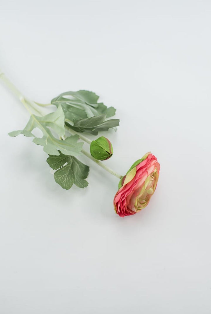 Garden Ranunculus stem - multi coral pink - Greenery Market5985hp