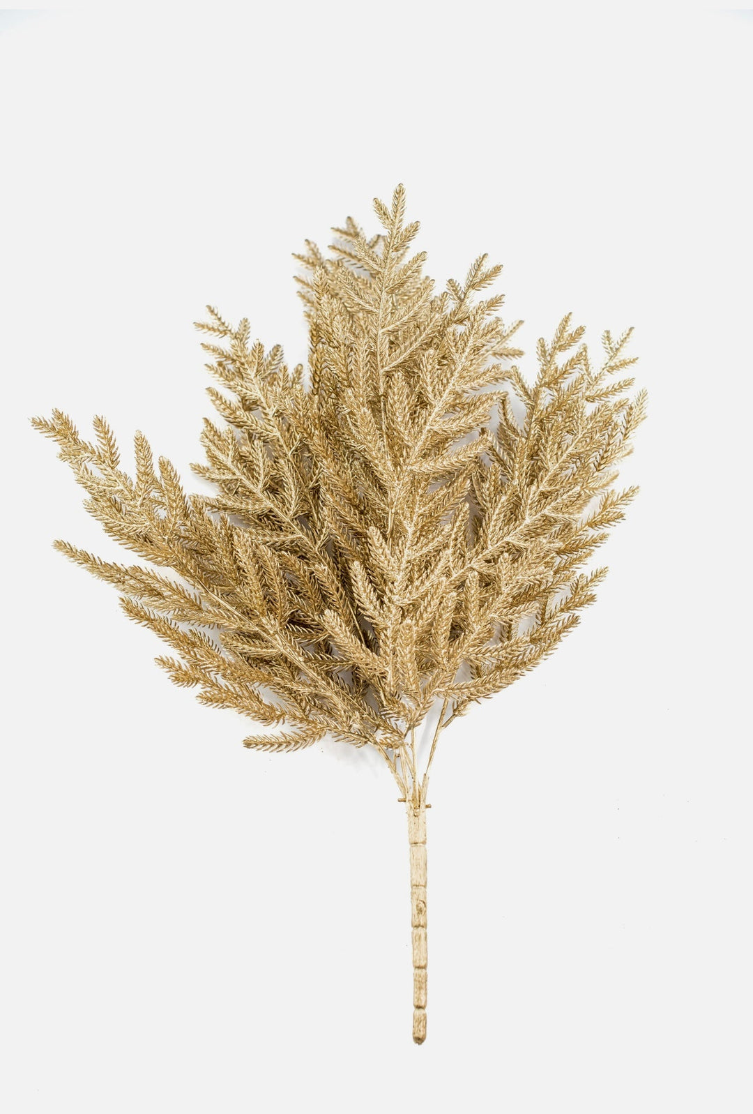 Gold Norfolk pine bush - Greenery Market84360
