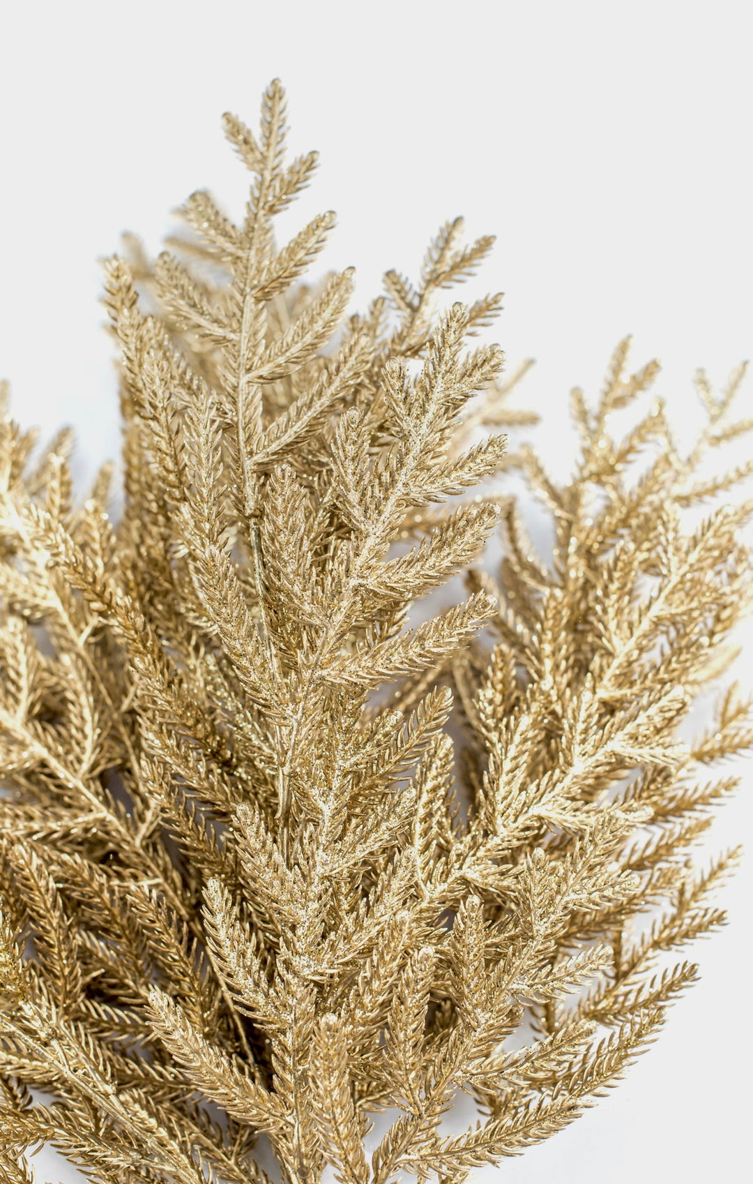 Gold Norfolk pine bush - Greenery Market84360