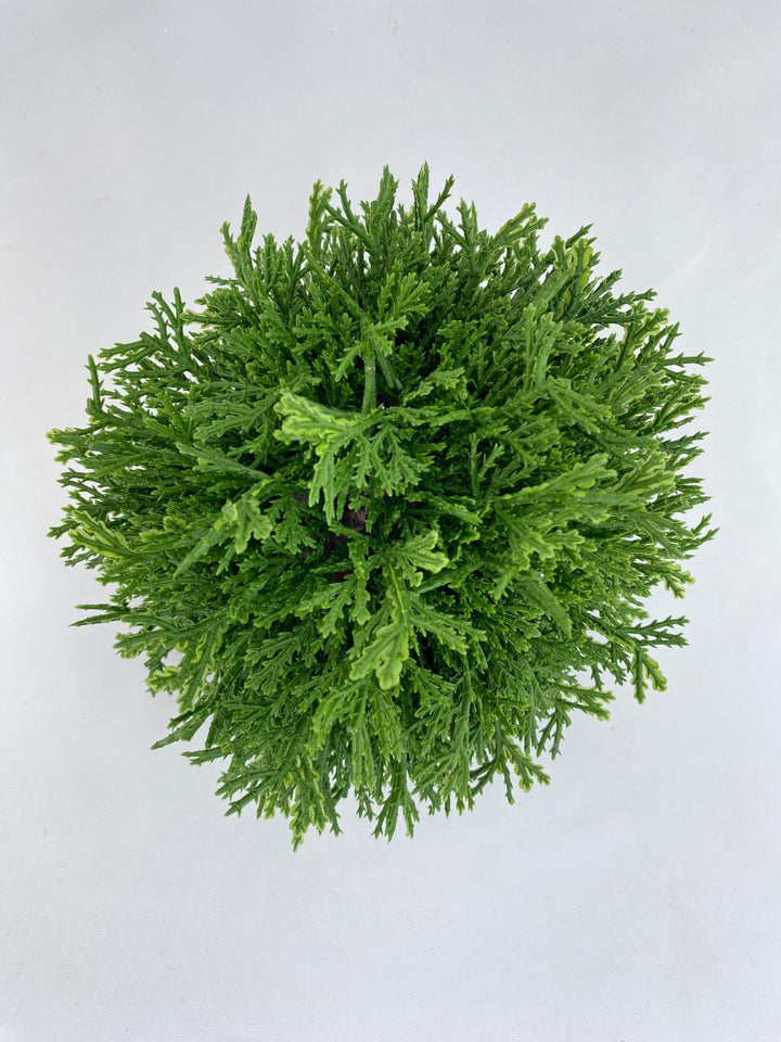 Green Cedar Orb Ball - 7" - Greenery Market2829138GR