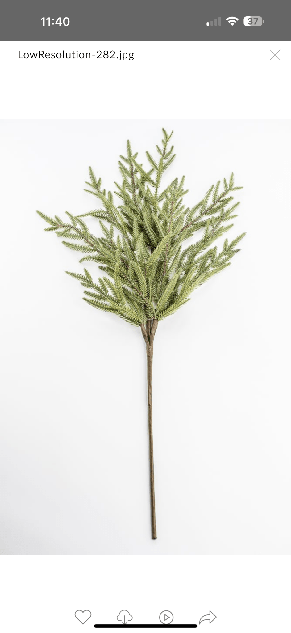 Green Fir Spray - Greenery Market86384GN