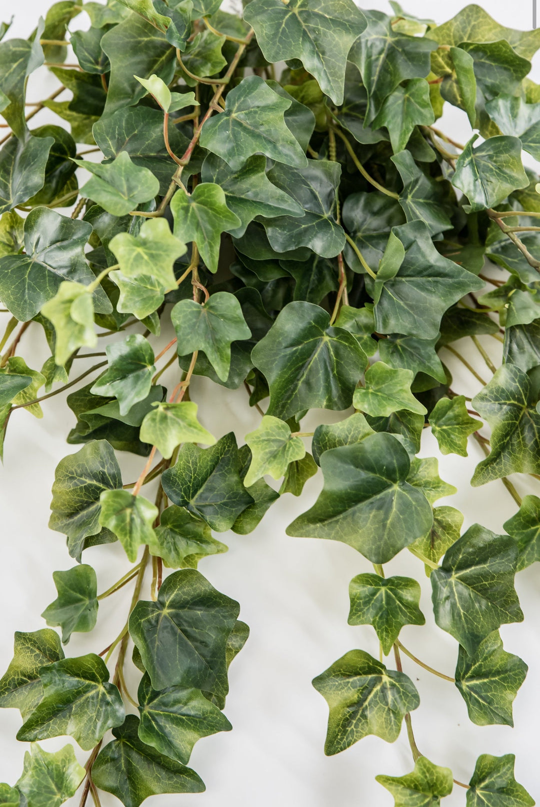 Green Ivy Spray x Bulk 6 Sprays - Greenery MarketMTF24582 TTGR x 6 sprays