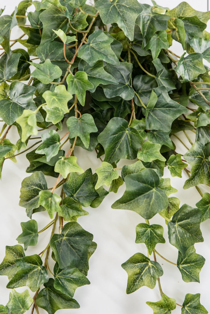 Green Ivy Spray x Bulk 6 Sprays - Greenery MarketMTF24582 TTGR x 6 sprays