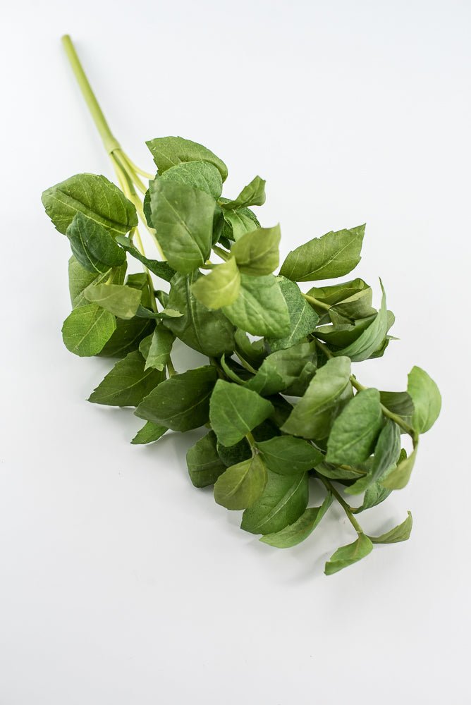 Green leaves basil bush - Greenery Market2320077GR