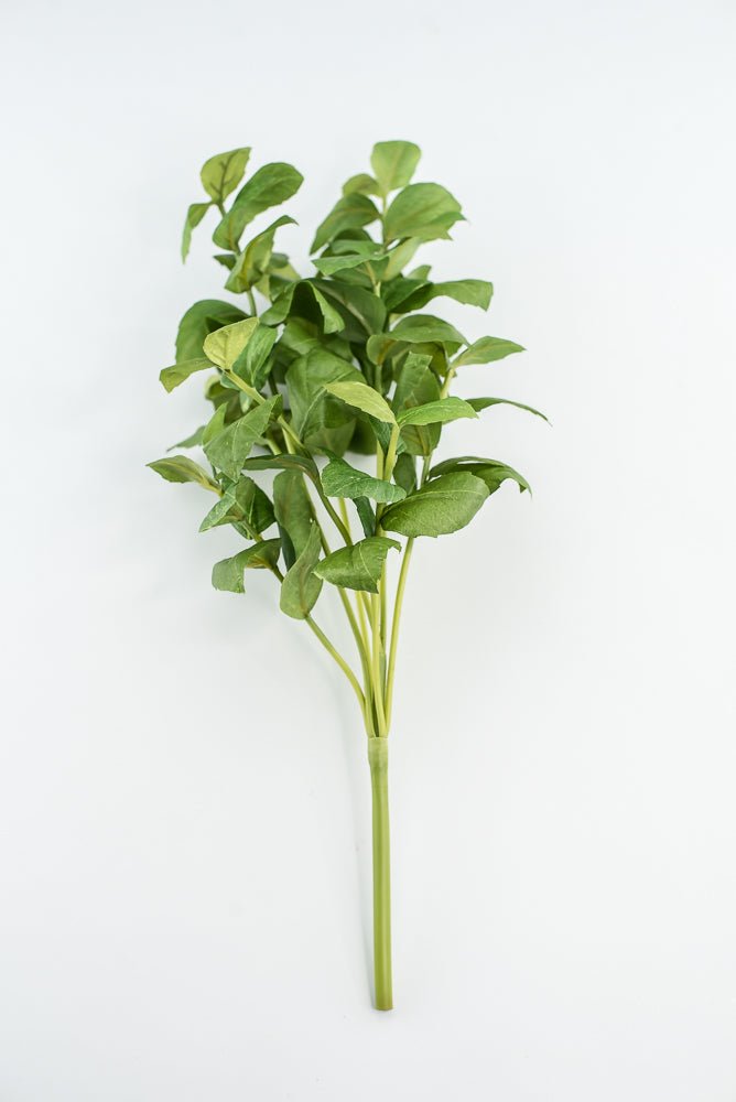 Green leaves basil bush - Greenery Market2320077GR