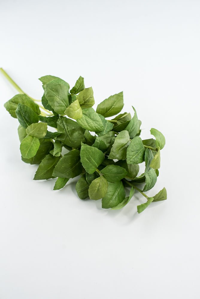 Green leaves basil bush - Greenery Market2320077GR