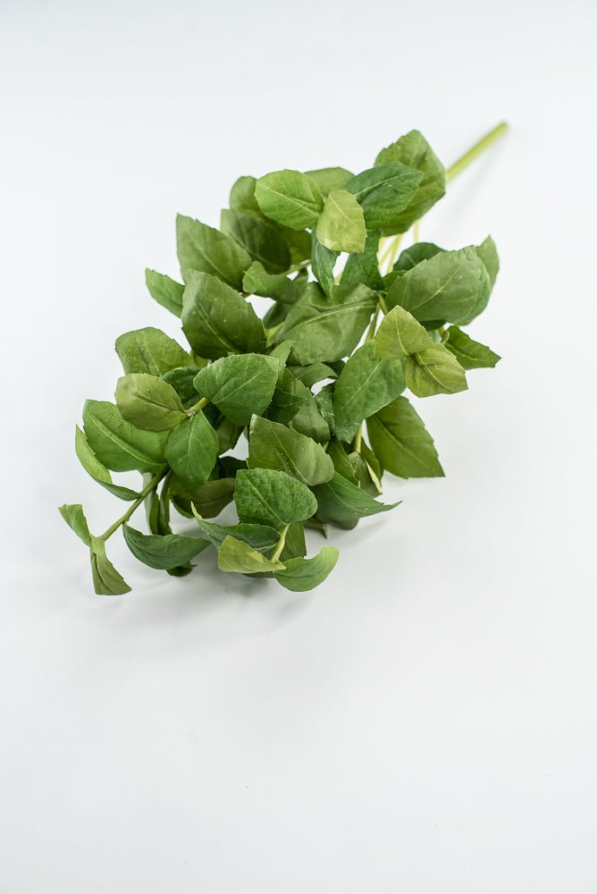 Green leaves basil bush - Greenery Market2320077GR