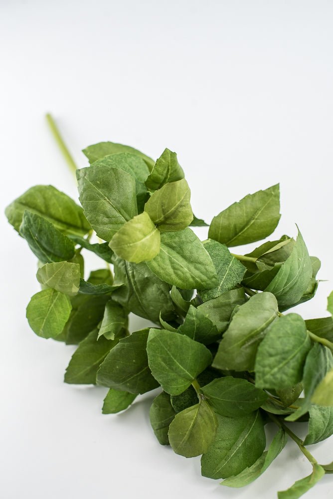Green leaves basil bush - Greenery Market2320077GR