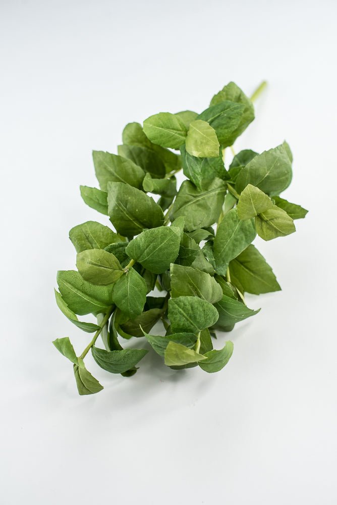 Green leaves basil bush - Greenery Market2320077GR