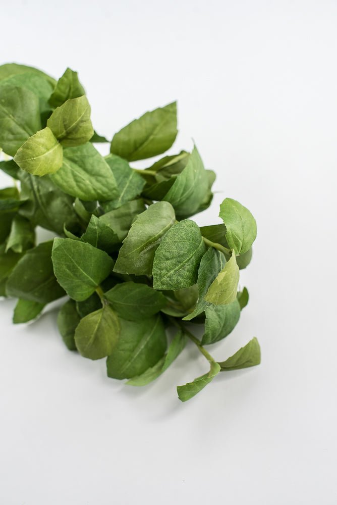 Green leaves basil bush - Greenery Market2320077GR