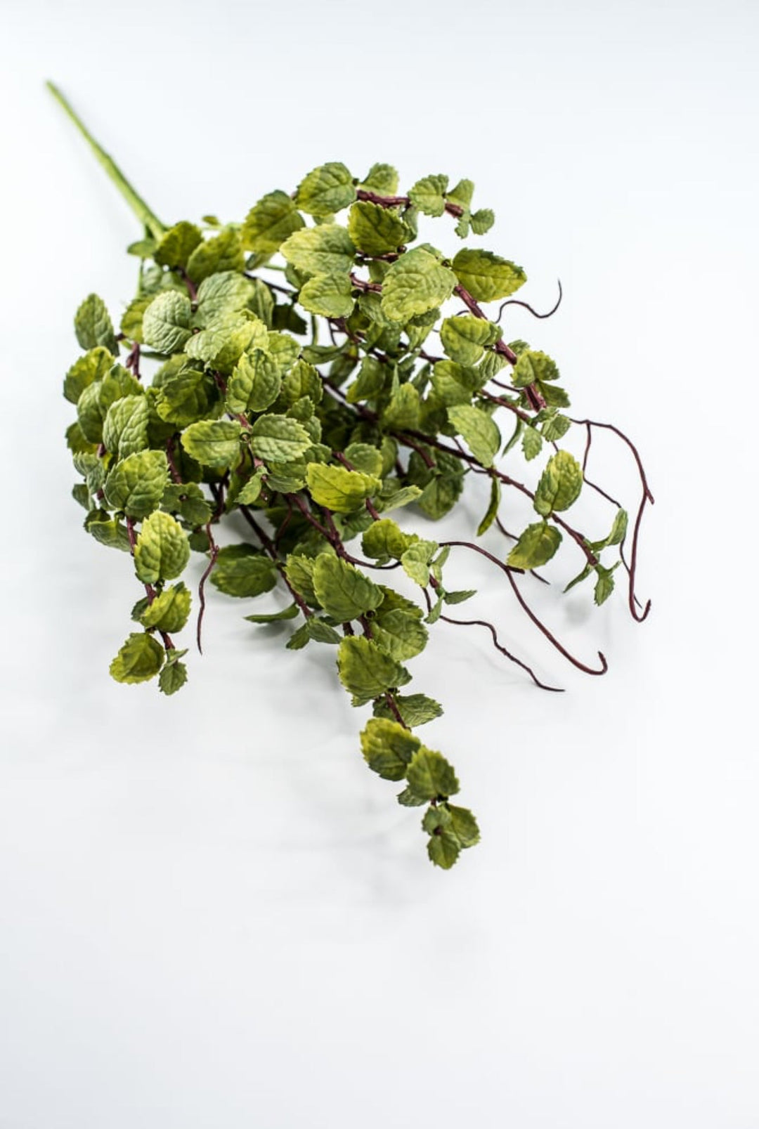 hanging peppermint plant Green Peppermint Leaves Bush