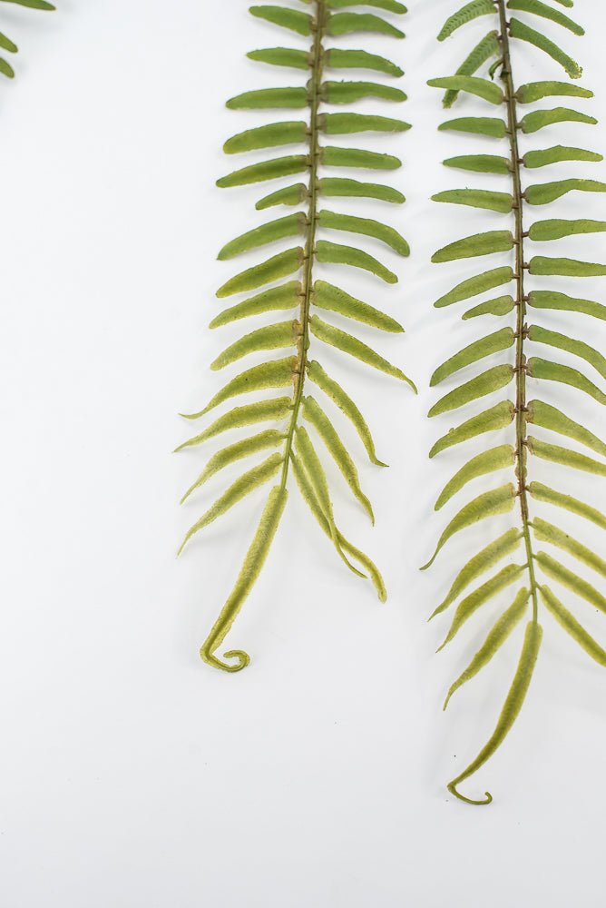 Hanging fern bush - Greenery Marketgreenery2310262GR