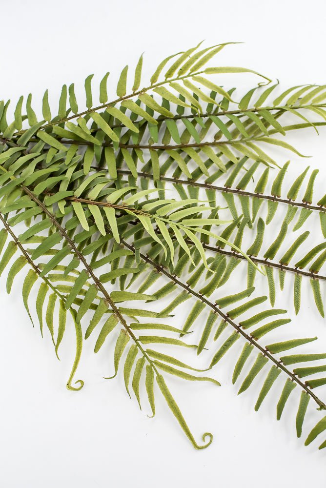 Hanging fern bush - Greenery Marketgreenery2310262GR