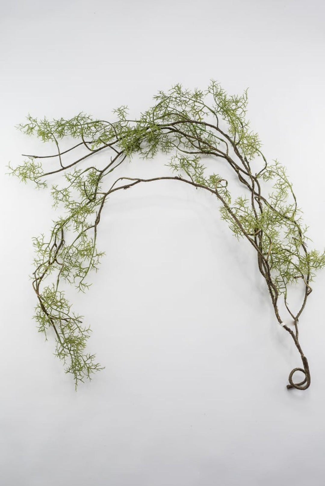 Hanging vining cypress - Greenery Marketgreeneryfl5228 - g