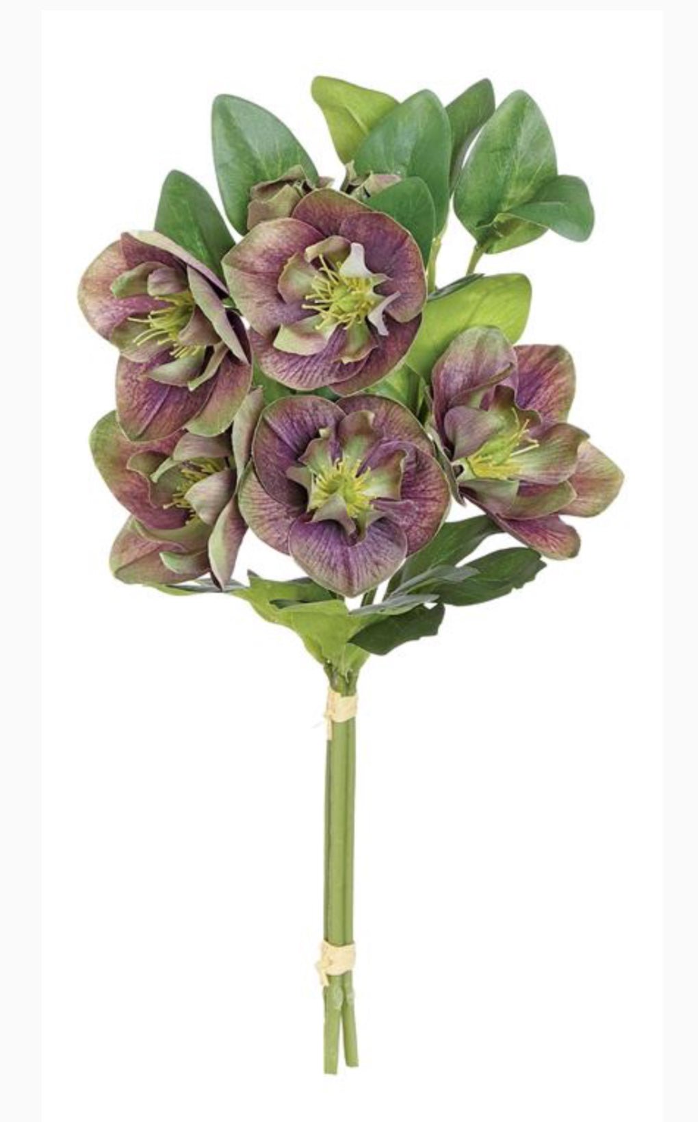 Hellebores stems bundle - Greenery Market6385 - PU