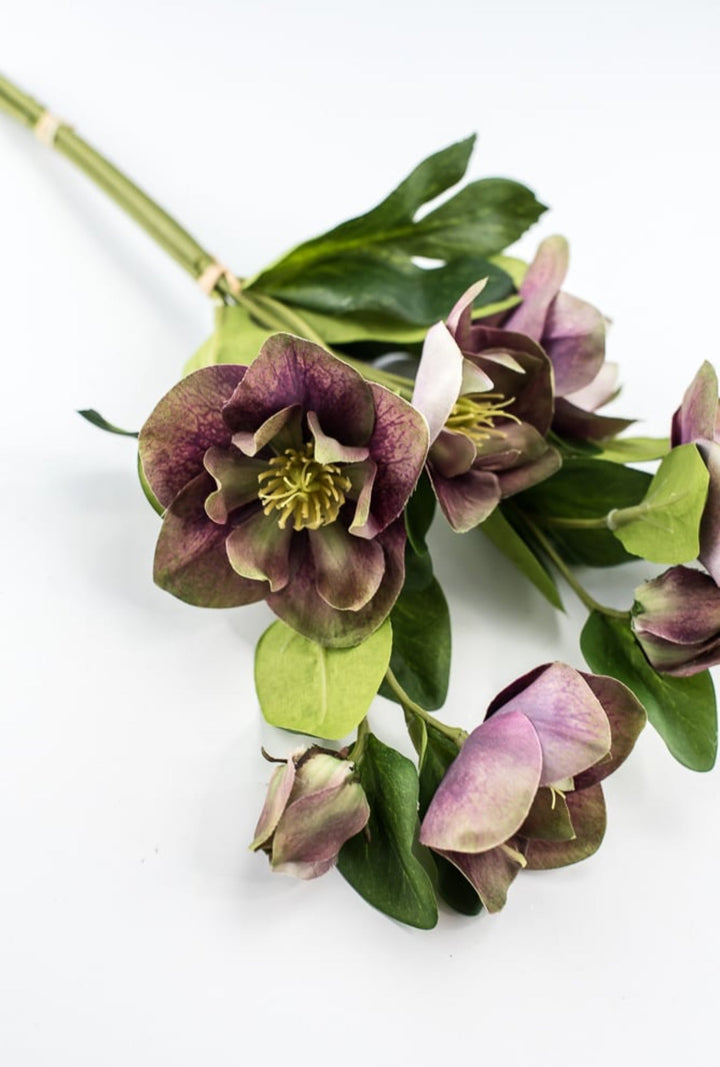 Hellebores stems bundle - Greenery Market6385 - PU