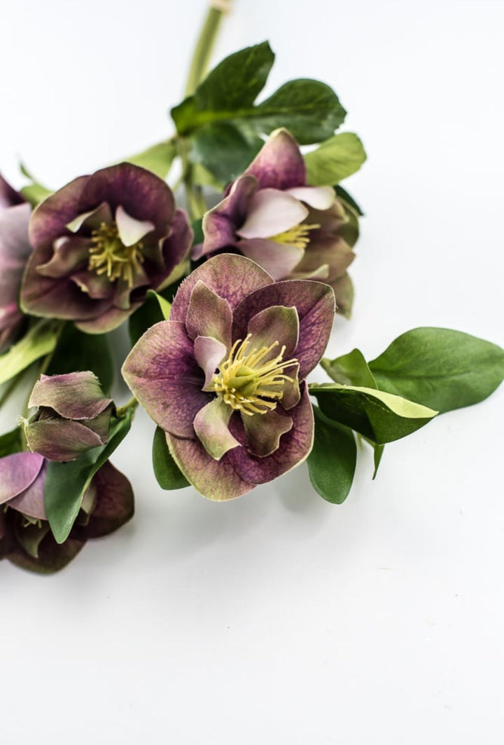 Hellebores stems bundle - Greenery Market6385 - PU