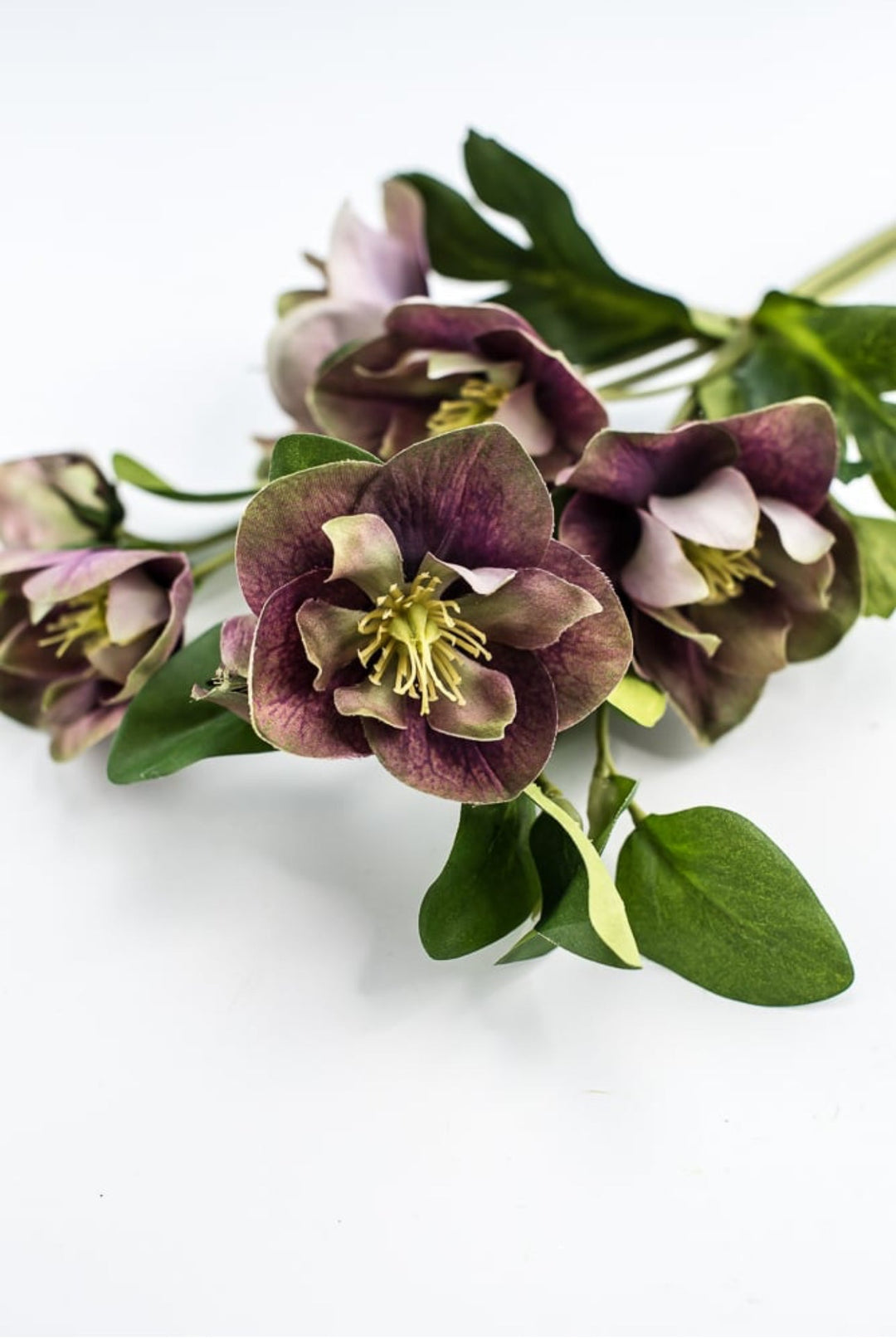 Hellebores stems bundle - Greenery Market6385 - PU