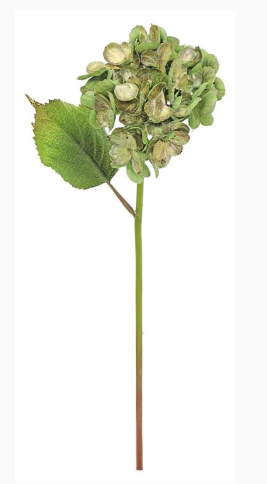 Holiday hydrangeas stem - gold - Greenery MarketXF647 - GGO