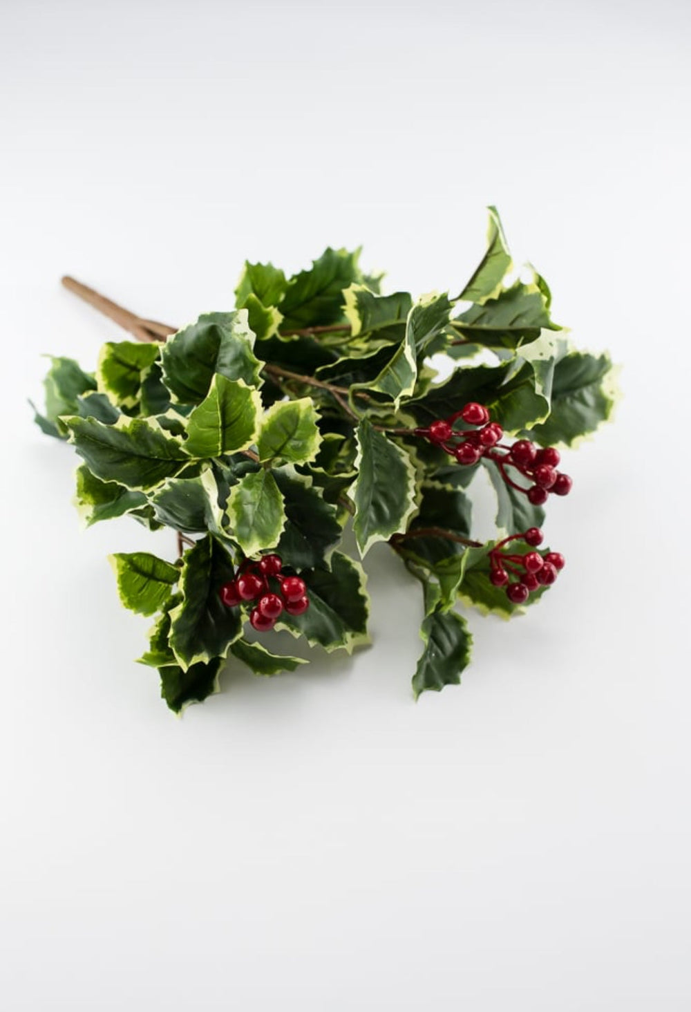 Holly bush - varigated - Greenery MarketXF623 - VAR