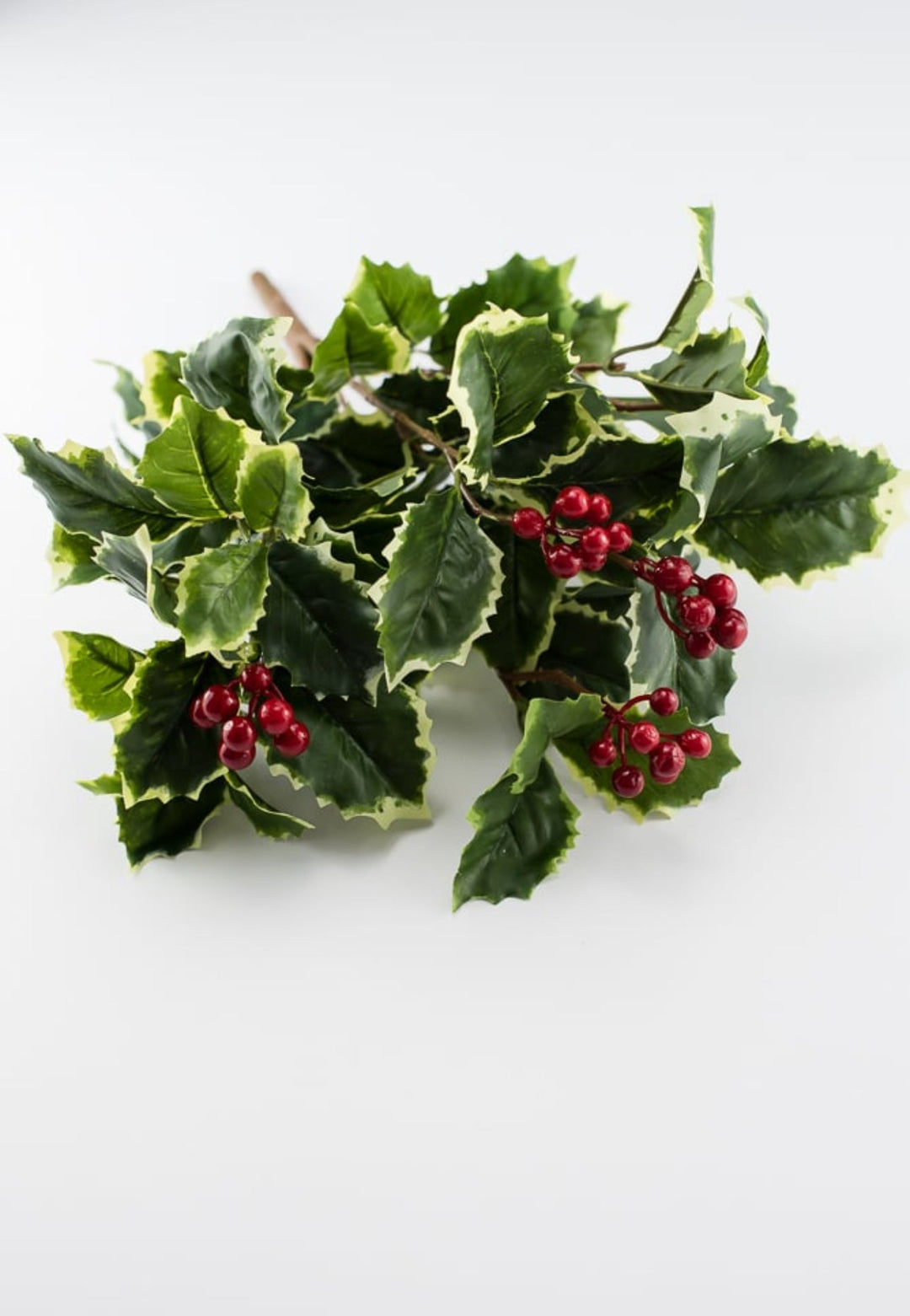 Holly bush - varigated - Greenery MarketXF623 - VAR