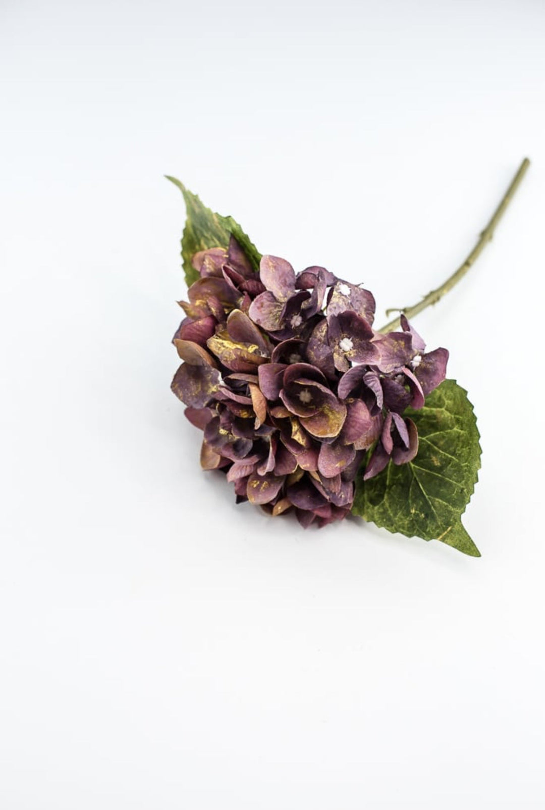 Hydrangea stem - Greenery Market215717