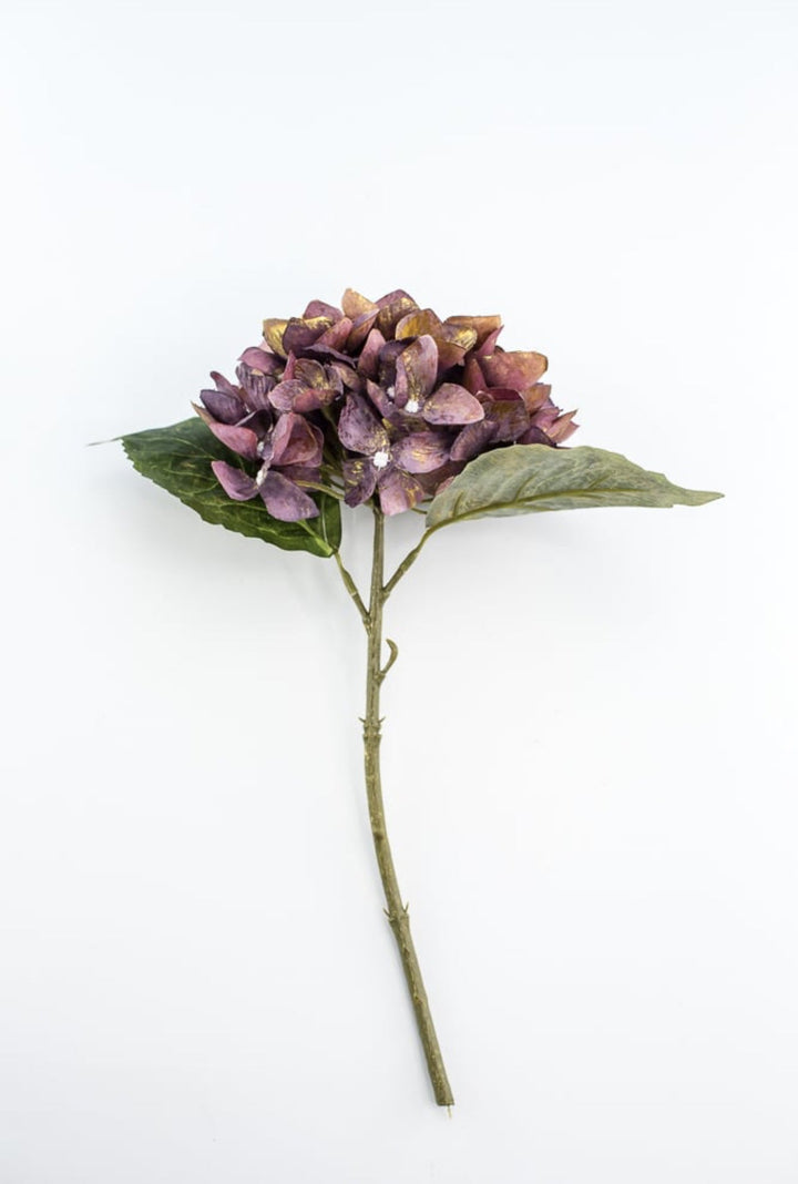 Hydrangea stem - Greenery Market215717