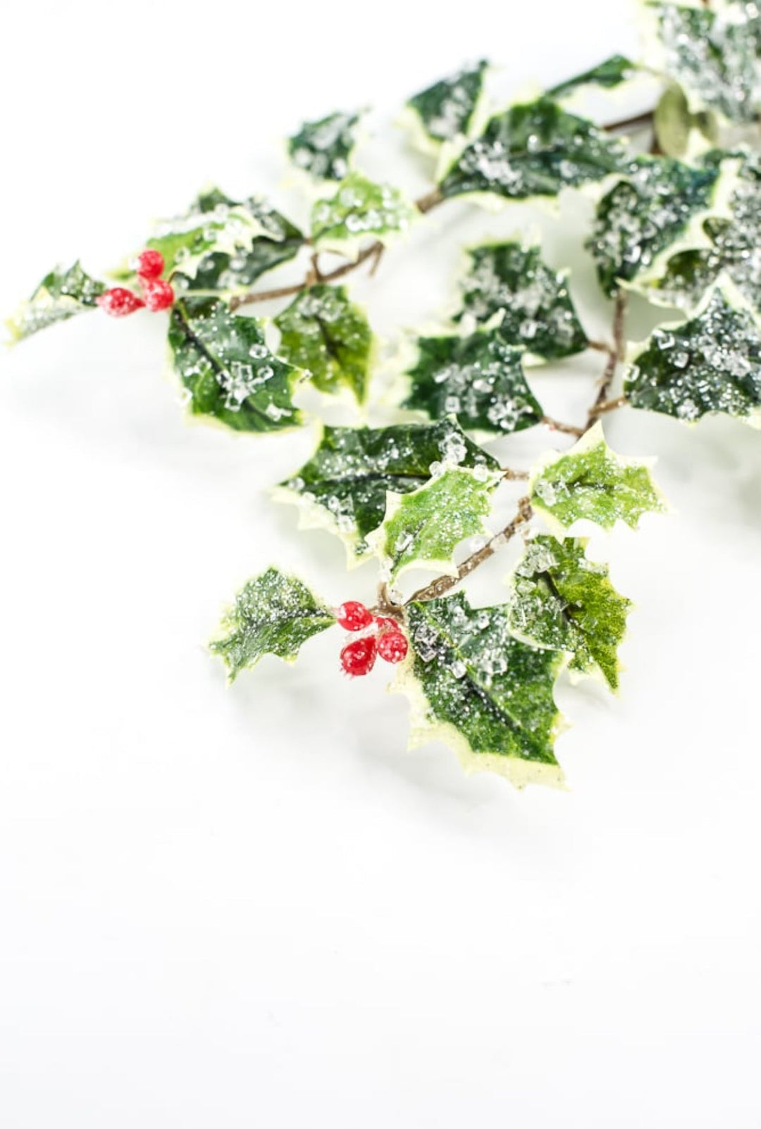 Iced holly spray - variegated - Greenery MarketMTX74457 VAR