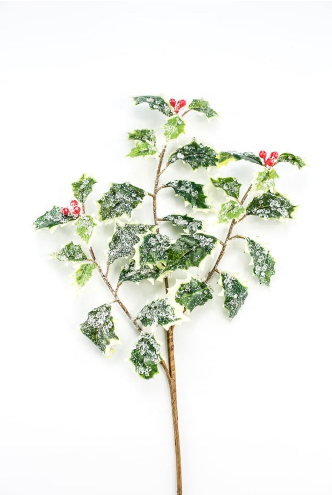 Iced holly spray - variegated - Greenery MarketMTX74457 VAR