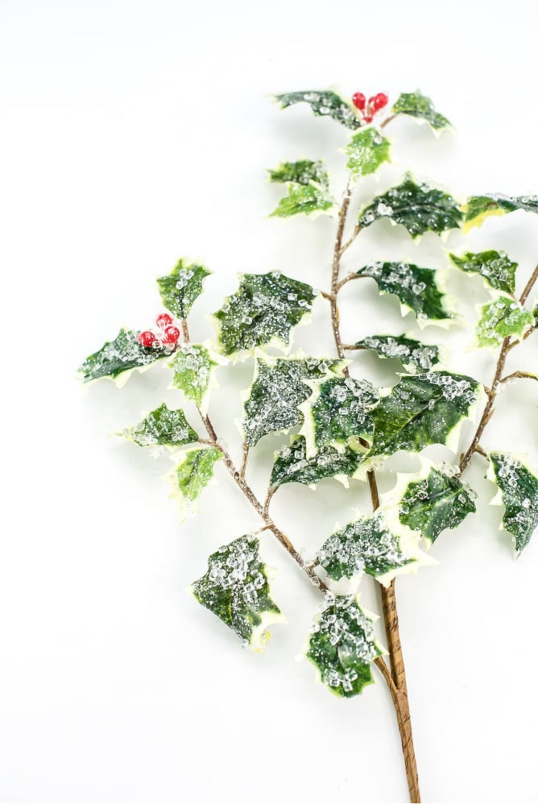 Iced holly spray - variegated - Greenery MarketMTX74457 VAR