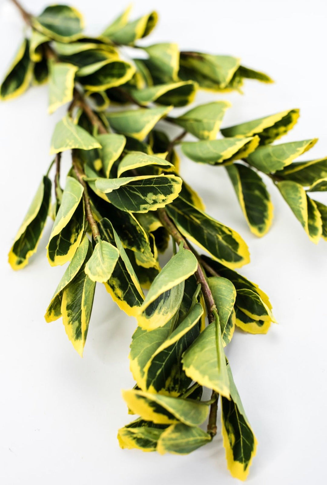 Japanese euonymus leaf spray - yellow green - Greenery MarketFl6334-GY