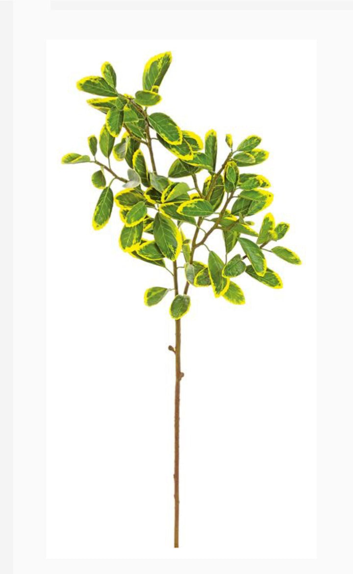 Japanese euonymus leaf spray - yellow green - Greenery MarketFl6334 - GY
