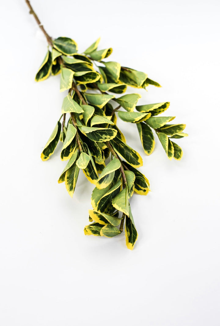 Japanese euonymus leaf spray - yellow green - Greenery MarketFl6334-GY
