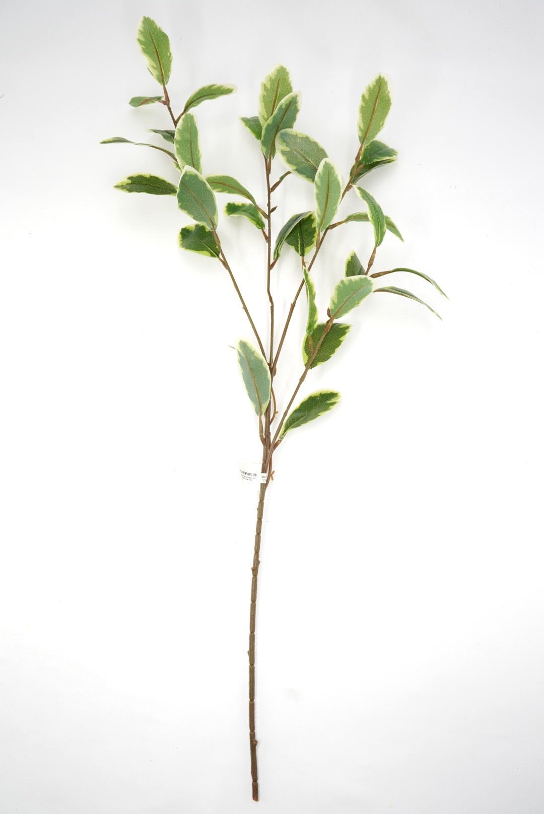 Japonica Leaves Spray - Variegated - Greenery Marketartificial flowers28211