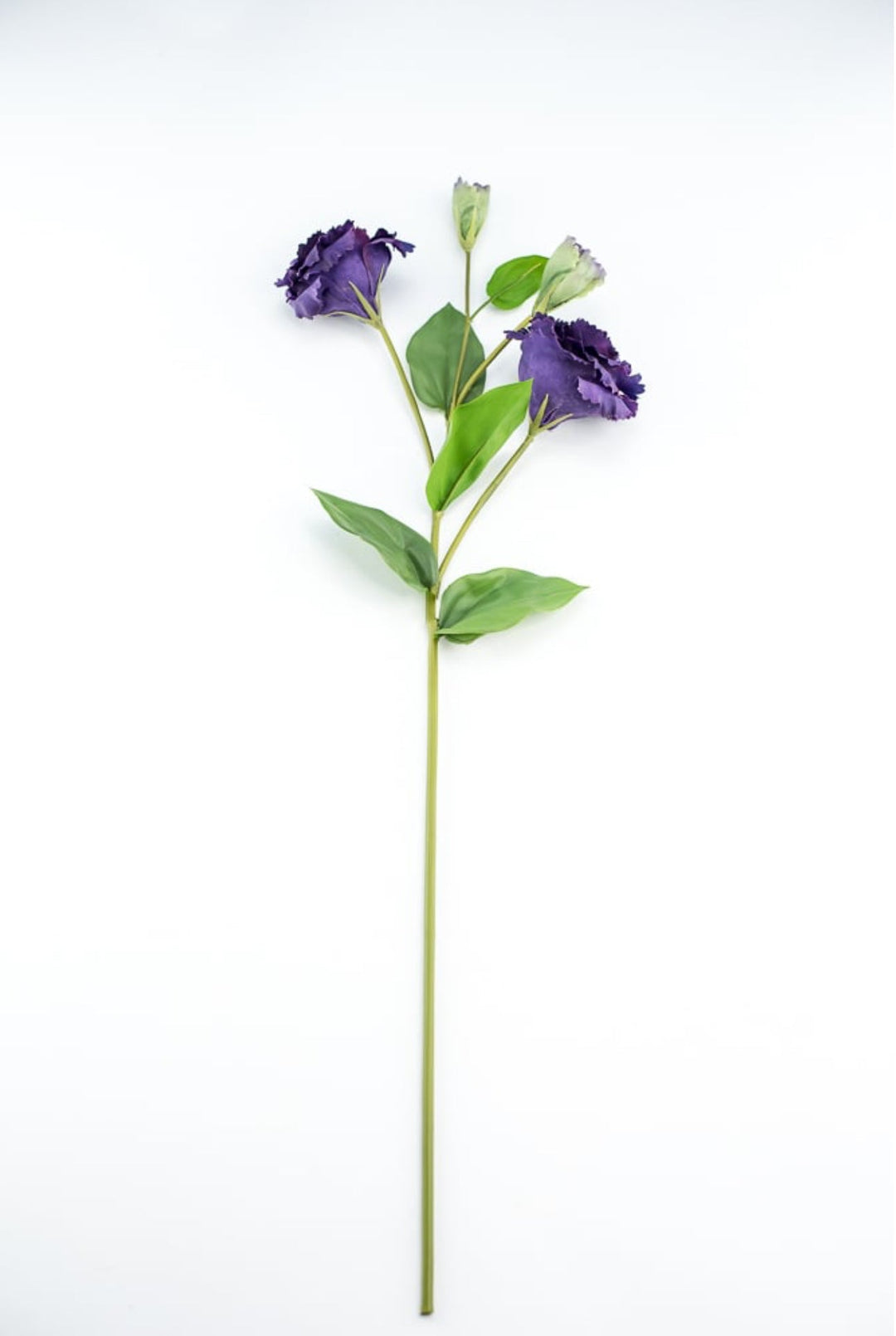 Just cut Lisianthus spray - Greenery MarketMTF23362 PURP