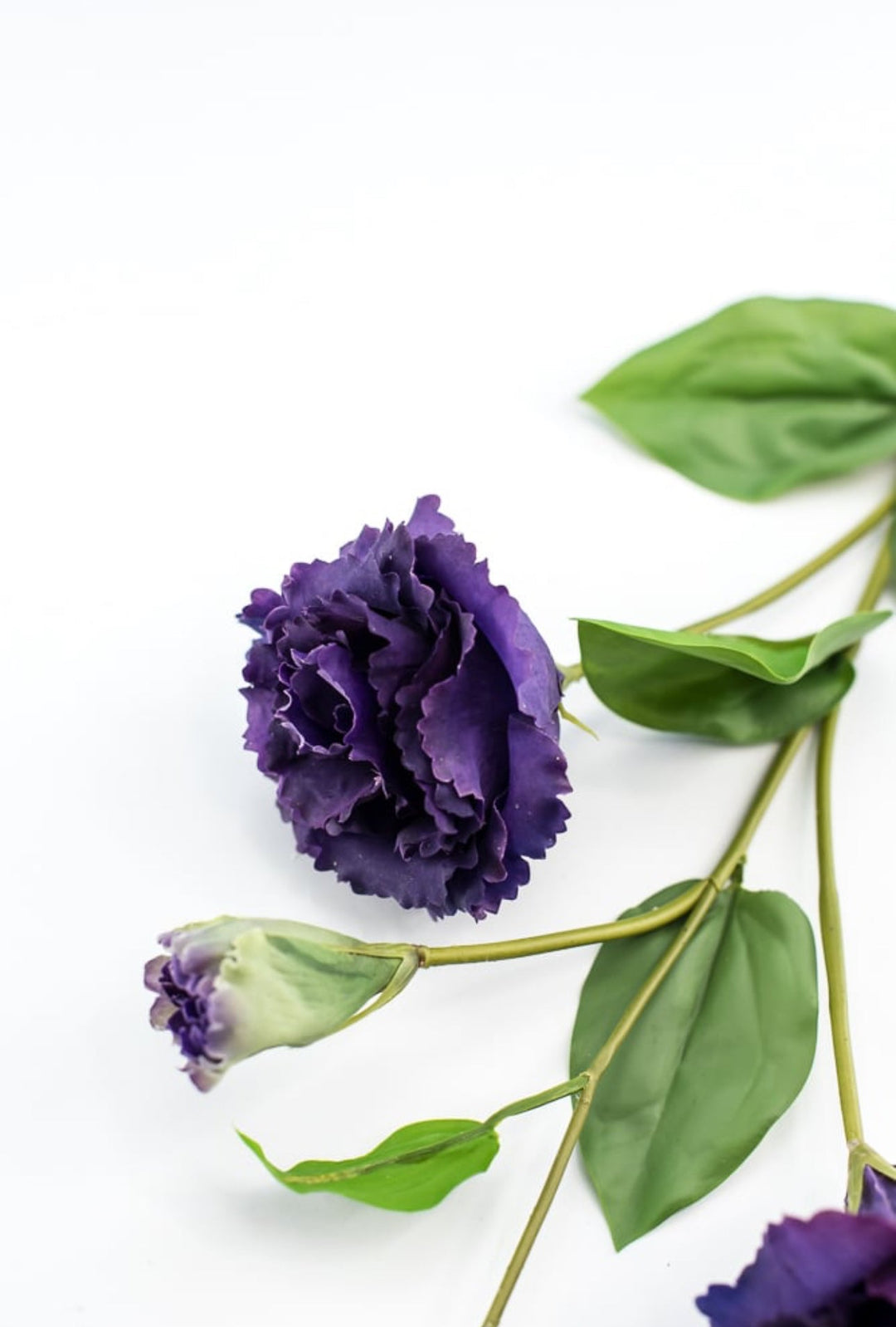 Just cut Lisianthus spray - Greenery MarketMTF23362 PURP