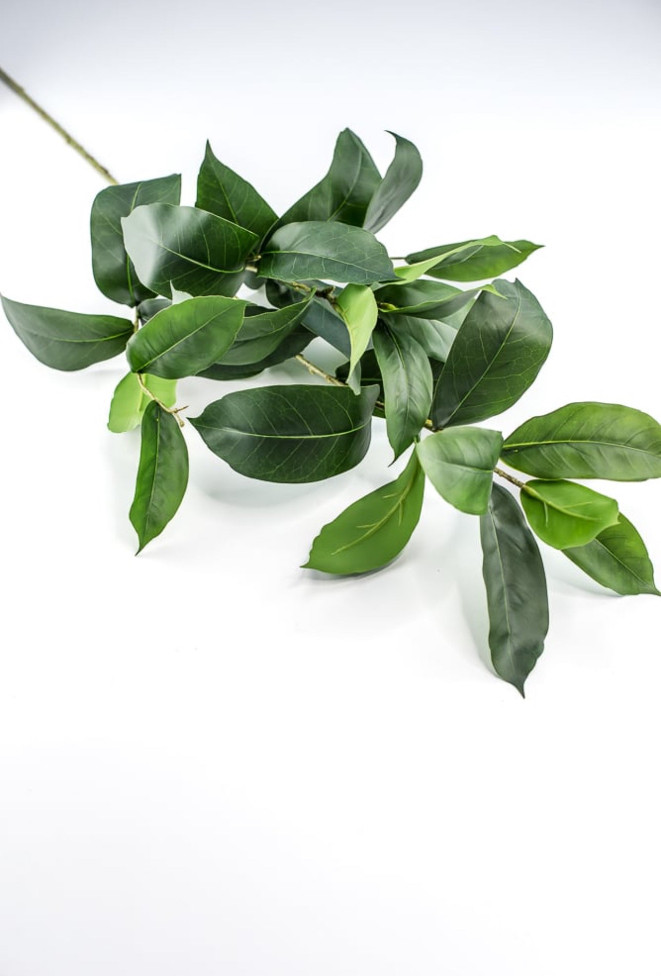 Laurel leaf spray - Greenery Market