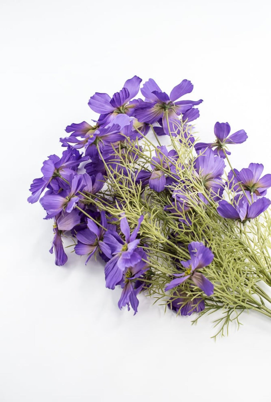 lavender cosmos flower Lavender Garden Cosmos Bush