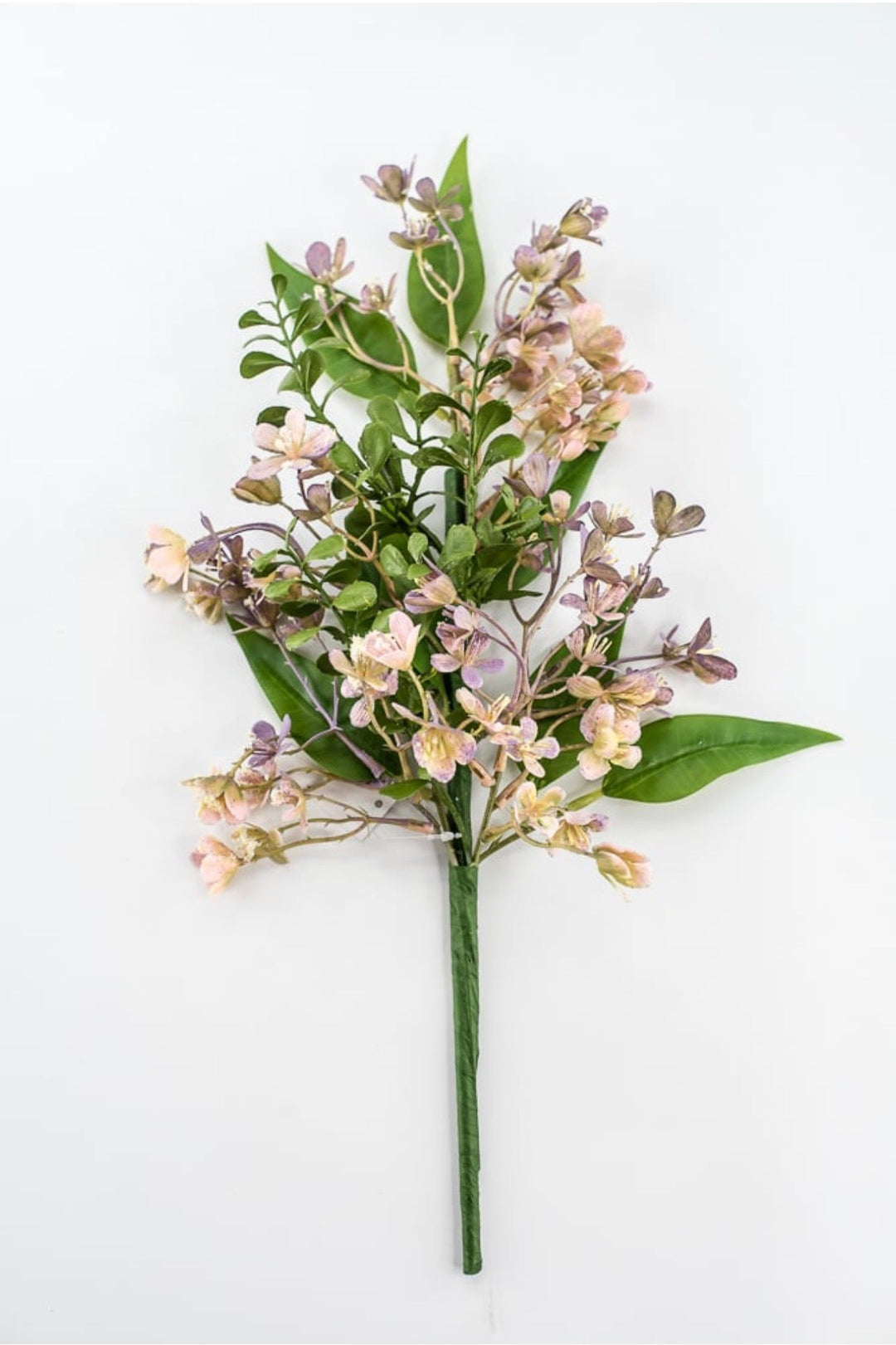 lavender wax flower Lavender Waxflower Bush
