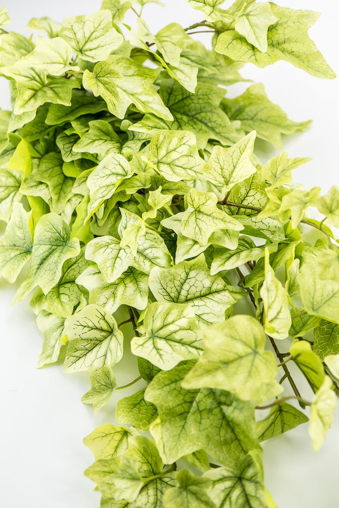 bright green hanging plant Lemon Lime Hanging Green Ivy Bush - 39”