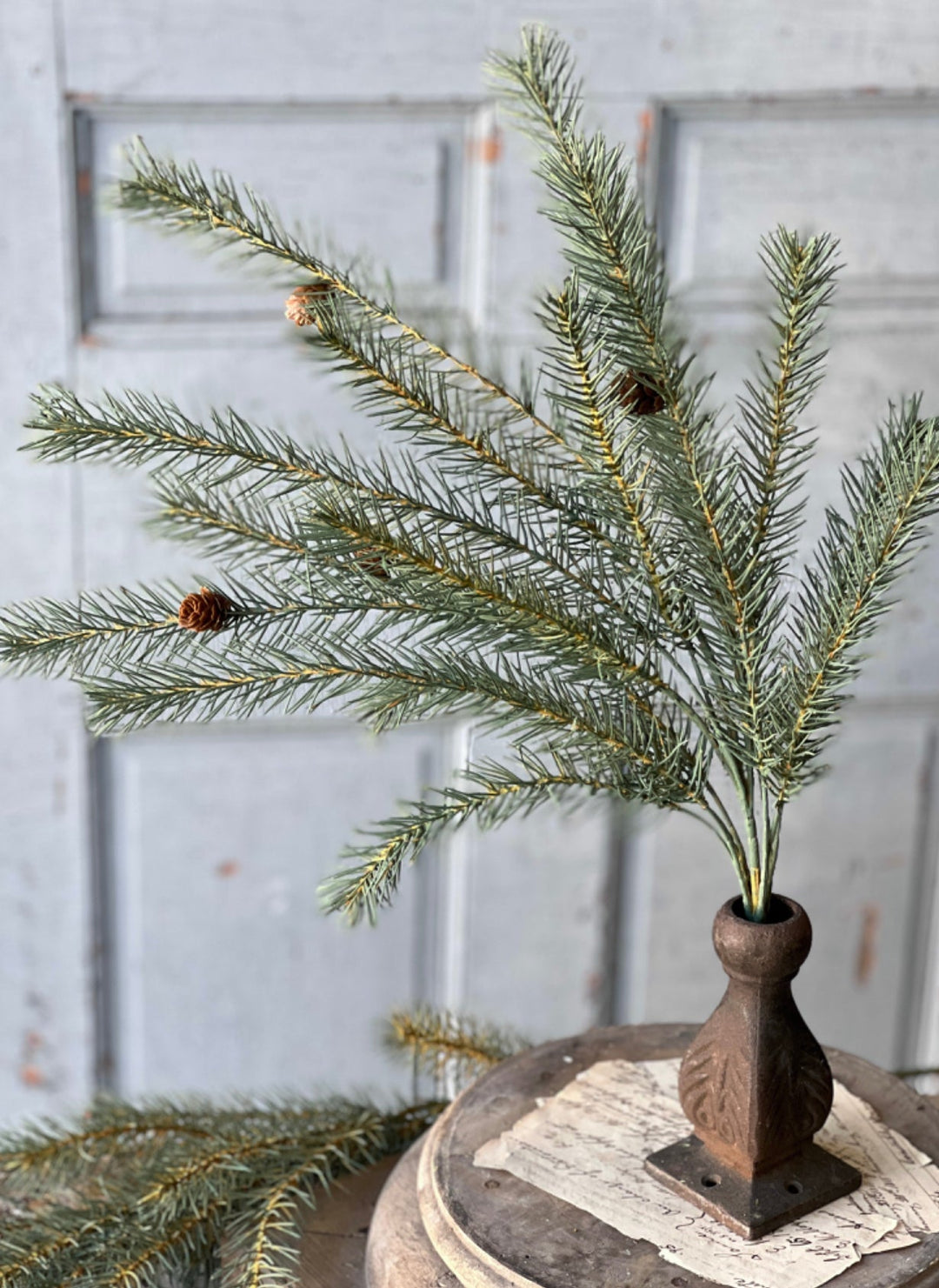 Limber pine bush - Greenery MarketXP81021