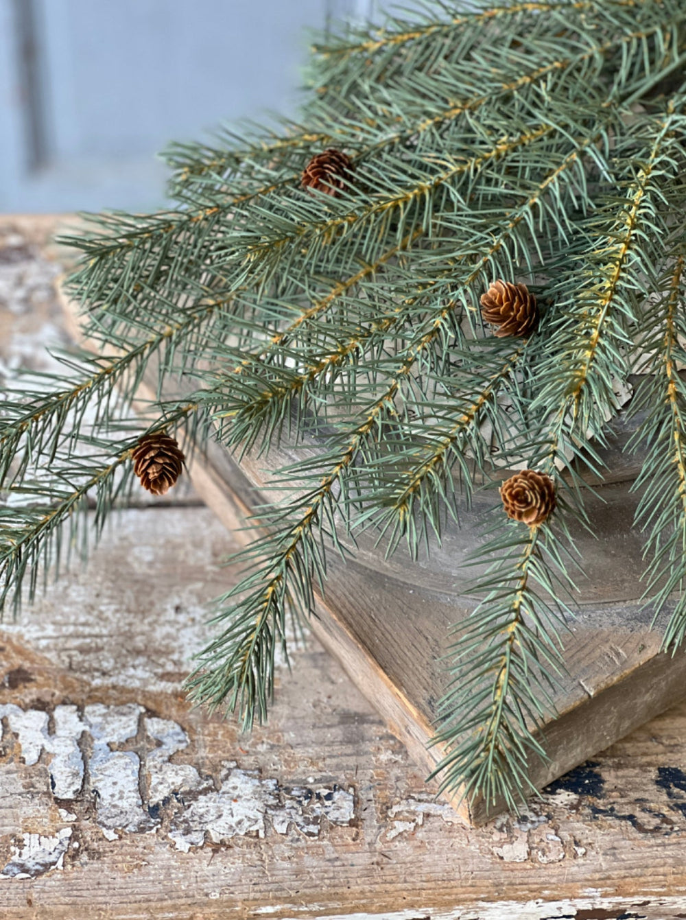 Limber pine bush - Greenery MarketXP81021