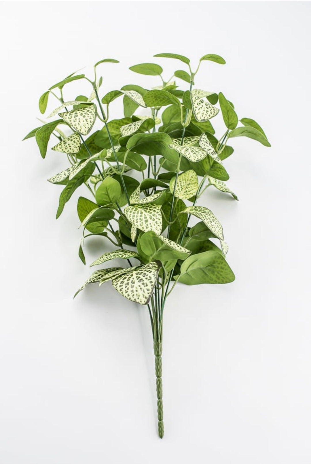 Lime Green Fittonia Bush - 18" - Greenery Market13678LMGN