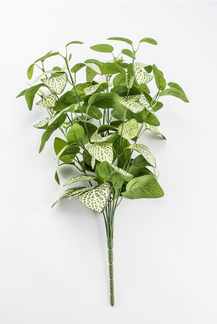 Lime Green Fittonia Bush - 18" - Greenery Market13678LMGN