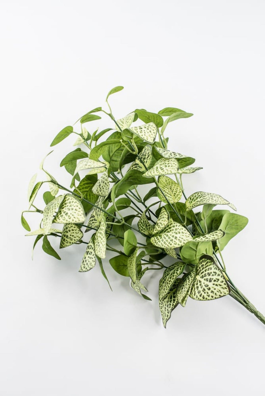Lime Green Fittonia Bush - 18" - Greenery Market13678LMGN