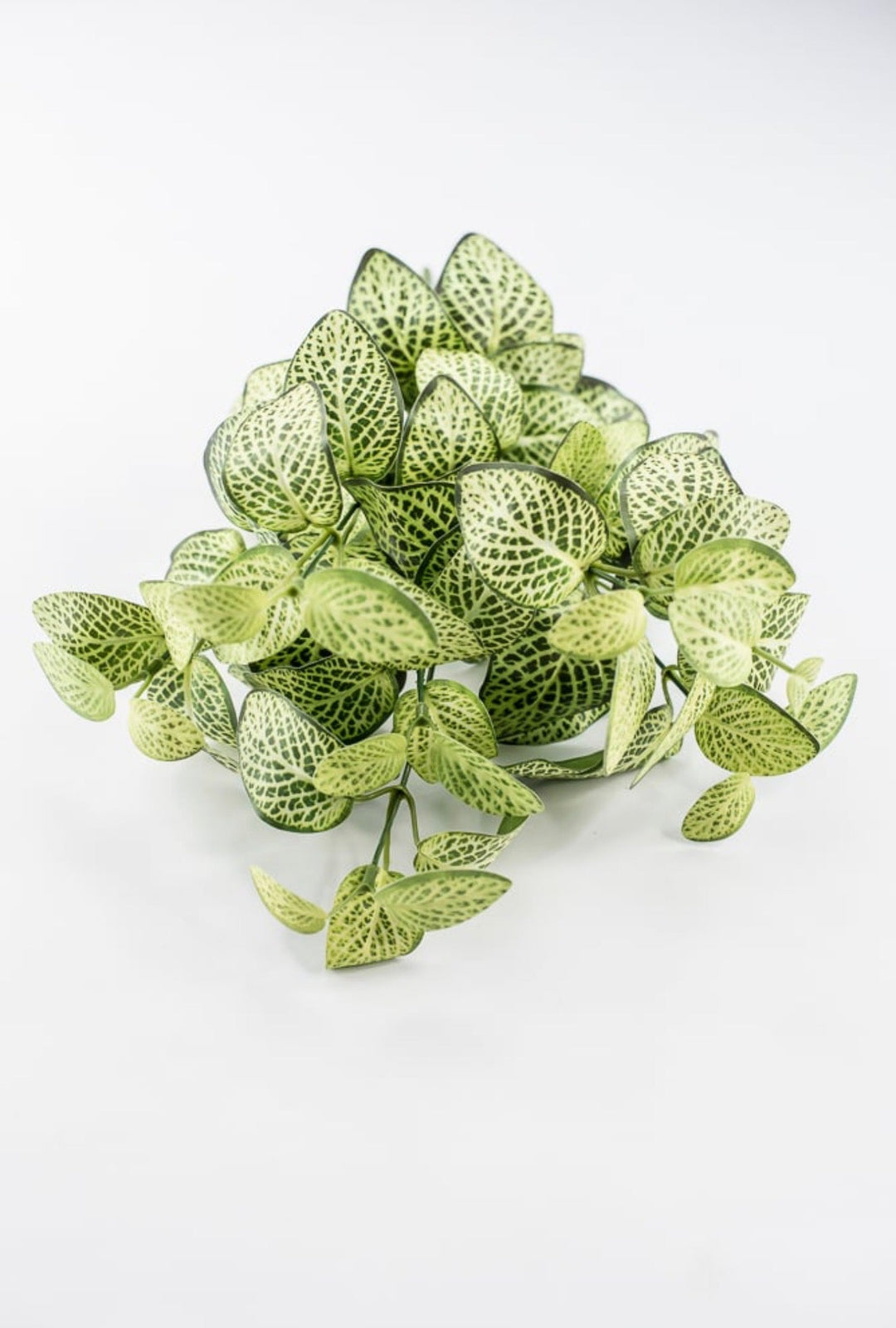 Lime Green Fittonia Bush - 18" - Greenery Market13678LMGN