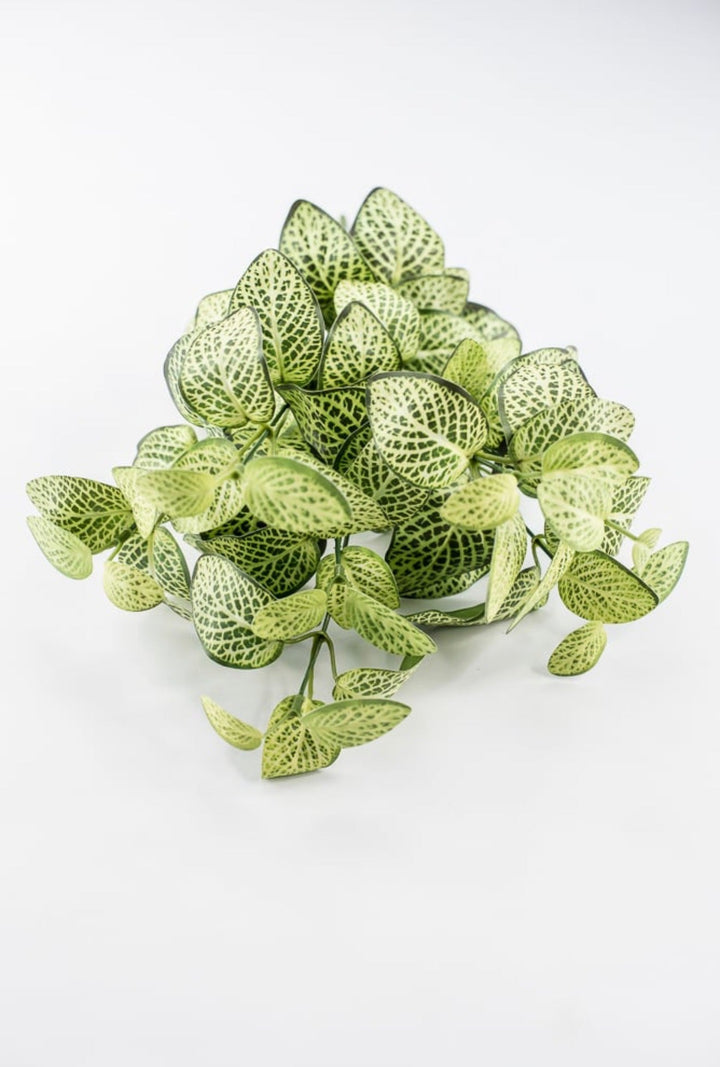 Lime Green Fittonia Bush - 18" - Greenery Market13678LMGN